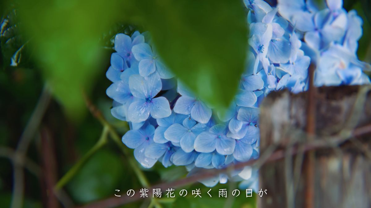 雨に濡れた青い紫陽花