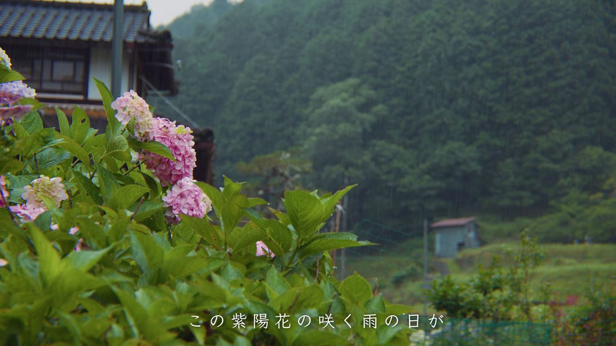 桃色の紫陽花と、雨の降る家並み