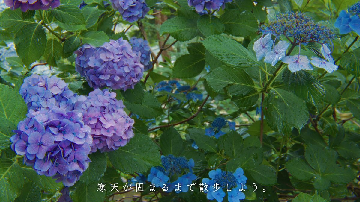 雨に濡れた紫と青の紫陽花