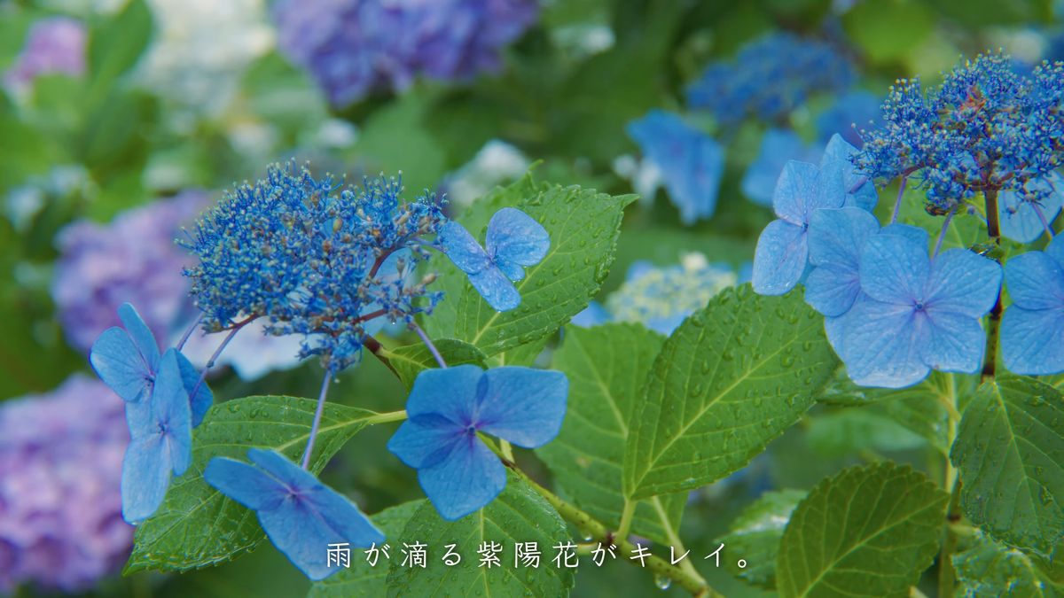 青い額紫陽花の寄り