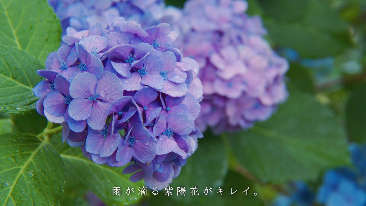 雨の滴る紫の紫陽花の寄り
