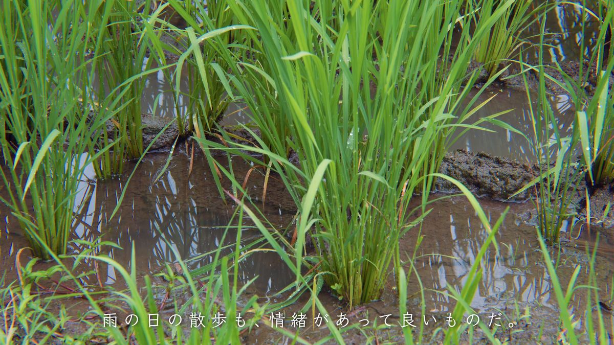 雨に濡れた田んぼの稲