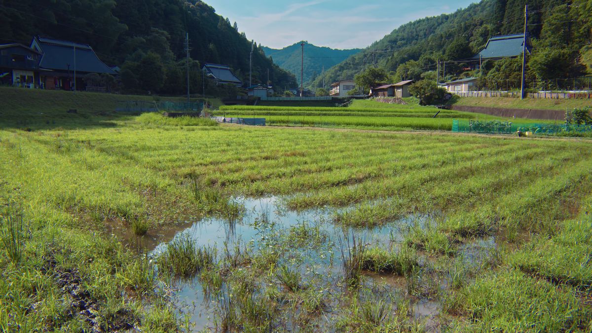 雨上がりの田んぼと山里の家々