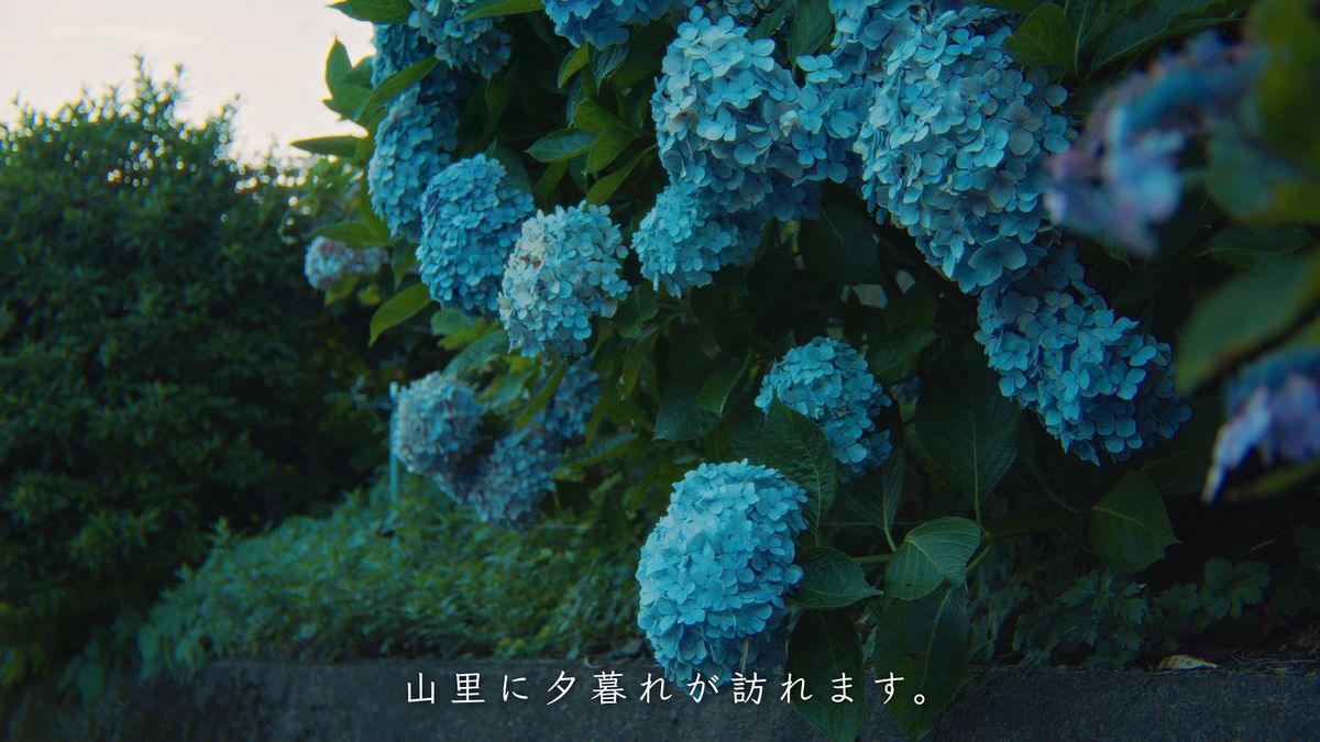 夕暮れに沈む青い紫陽花