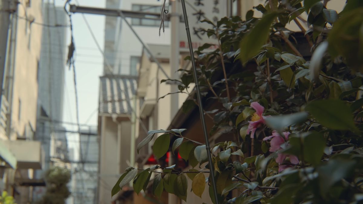 椿の花と夕方の空